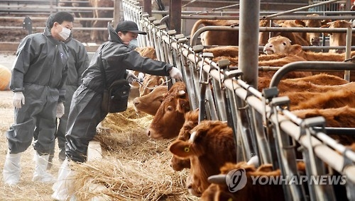 구제역의 두 얼굴…식당은 '텅텅' 고깃값 '들썩'(종합) - 4