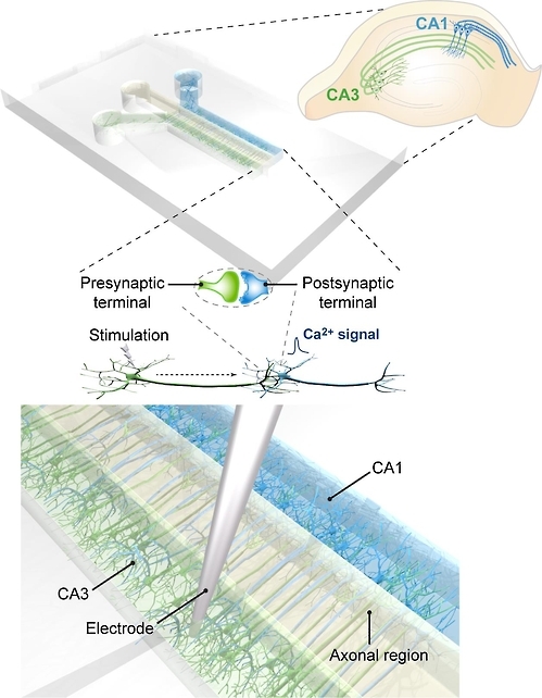 해마 속 CA3, CA1 세포들을 기를 수 있는 3차원 세포 배양 틀(위). 여기 신경세포를 넣고 배양하면, 실제 세포의 성장 방향이 일정하게 유도된다.(아래) [KIST 제공=연합뉴스]