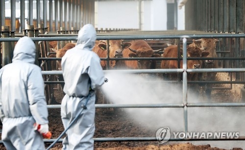 물백신? 항체조사 부실?…구제역 확산 속 백신 불신 '팽배'(종합) - 4
