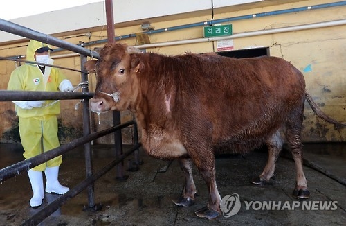 수상한 한우 가격…산지가격은 내리는데 소비자가격은 올라 - 1