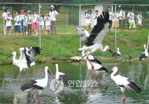 '변상금 폭탄'에 문 닫은 황새복원센터 뒤늦게 승소 - 1
