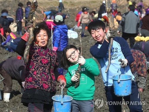 재미있는 연근 캐기
