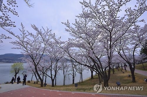 경주 보문관광단지의 벚꽃 풍경