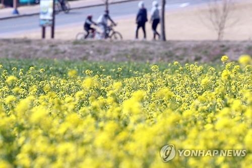 부산 생태공원 유채꽃 물결