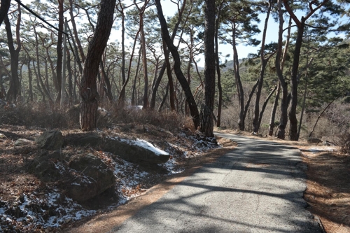 봉곡사 진입로 '솔바람길'