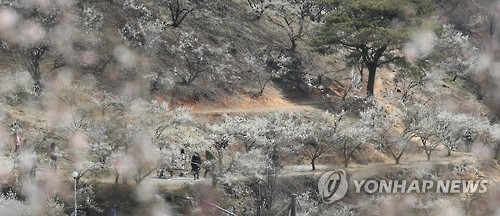 "감기 조심하세요" 대구·경북 봄바람 쌀쌀…체감기온 '뚝' - 1
