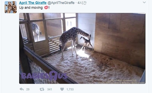 스타 기린 에이프릴과 새끼