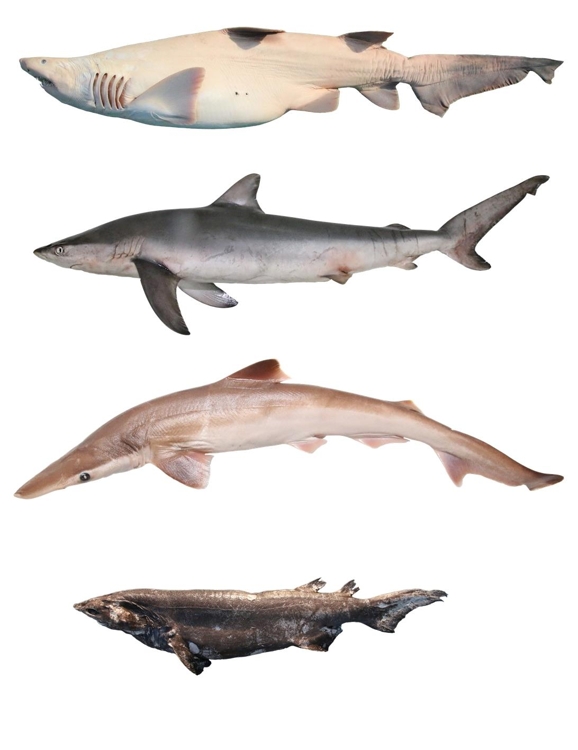 국내 연안서 새로 발견된 4종의 상어