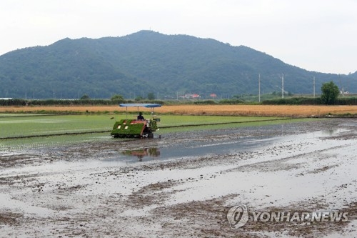 죽산보 주변 농경지에서 모내기하는 농민.