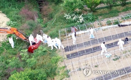 'AI 막아라'…살처분 계속