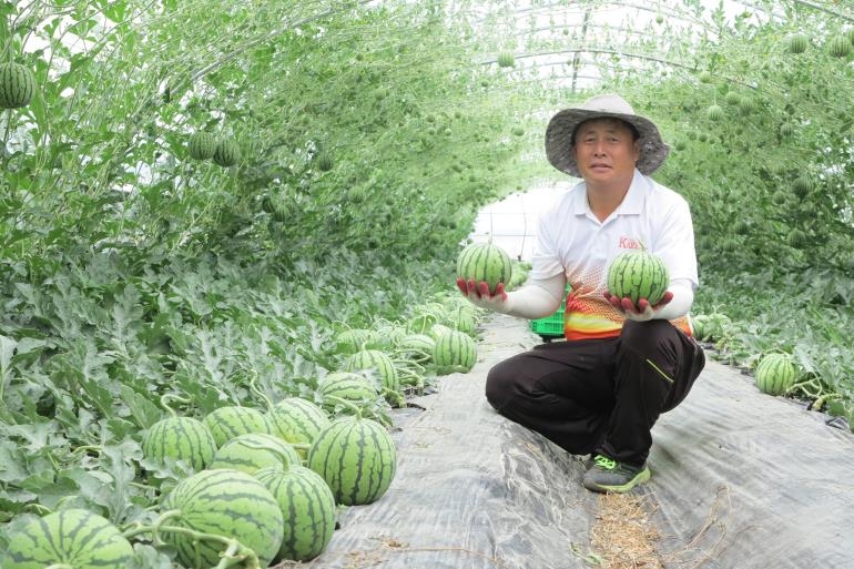 작은 과일 '사과수박' 인기네요