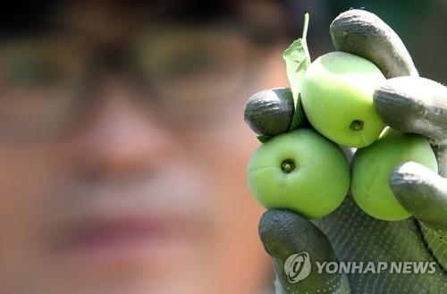 초록 매실