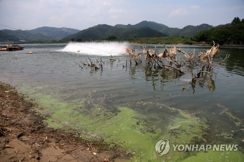 띠를 이룬 녹조