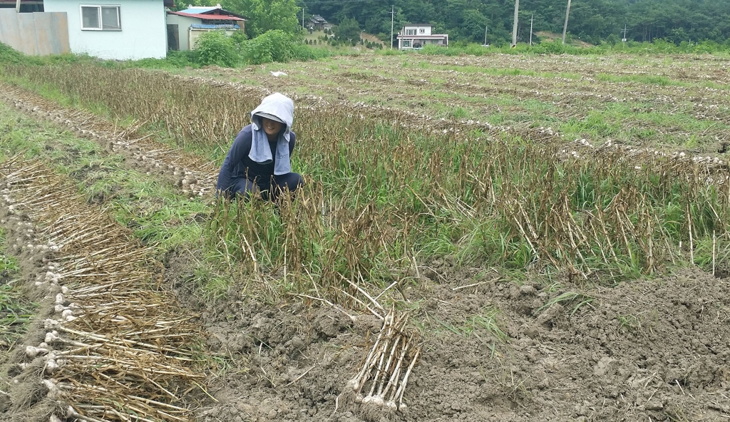 청양 칠갑산 맛나마늘 수확 한창
