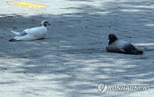 더위에 지친 도심 비둘기