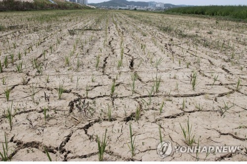 가뭄 피해 농가[연합뉴스 자료사진]