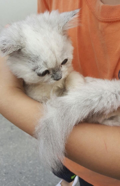 문틈으로 사라진 페르시안 고양이…손짓 유인해 훔쳐간 청년 - 2