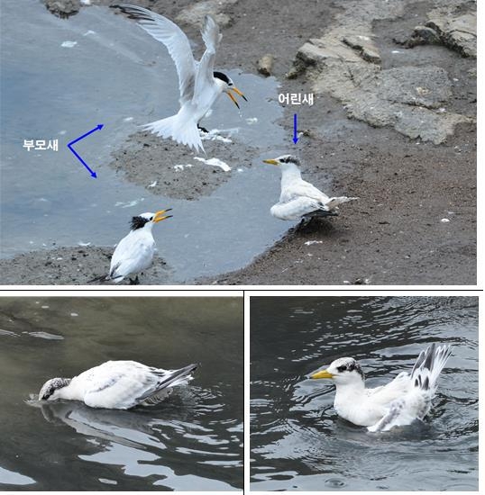 올해도 찾아온 뿔제비갈매기