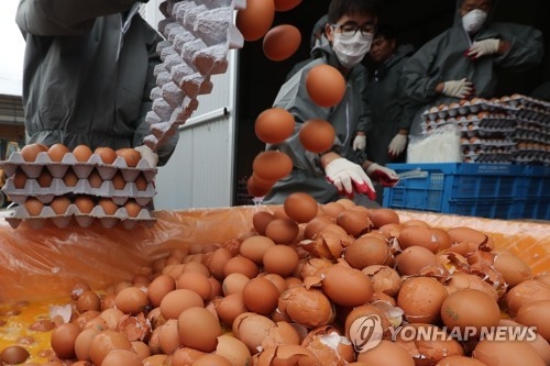 살충제 계란 폐기
