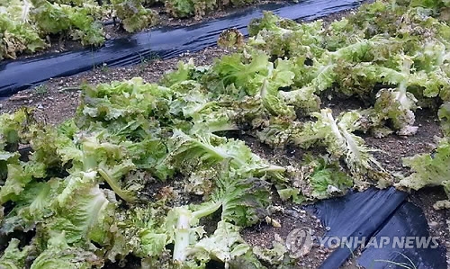 "하늘이 원망스러워"