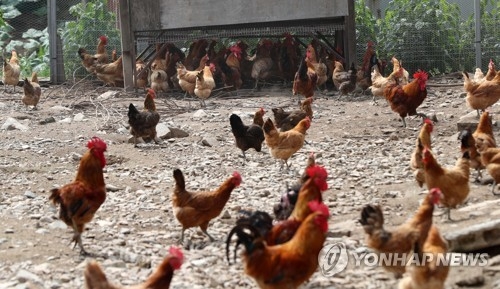 DDT 검출 산란계 농장