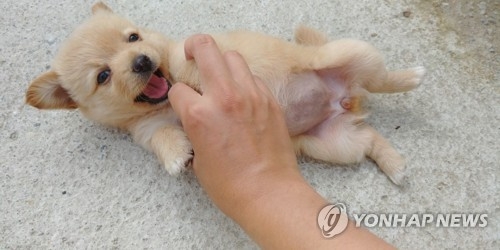 죽은 생후 2개월 강아지