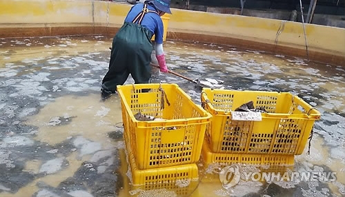 양식어류 폐사