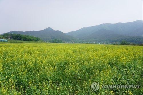 유채꽃이 피어있는 평모들