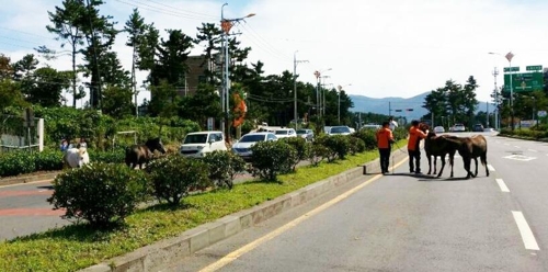 도로 뛰어든 말 옮기는 119