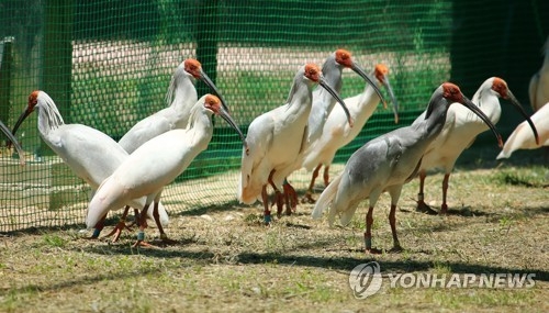 창녕 우포따오기복원센터 내 따오기