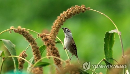 참새는 가을을 좋아해