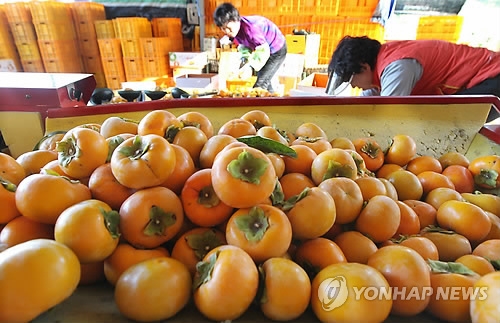 진영단감 수확