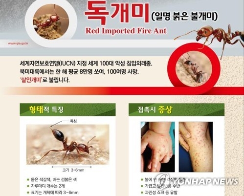 외래 붉은불개미 걱정되면…"성묘 때 긴옷 입고 장갑 끼세요" - 1