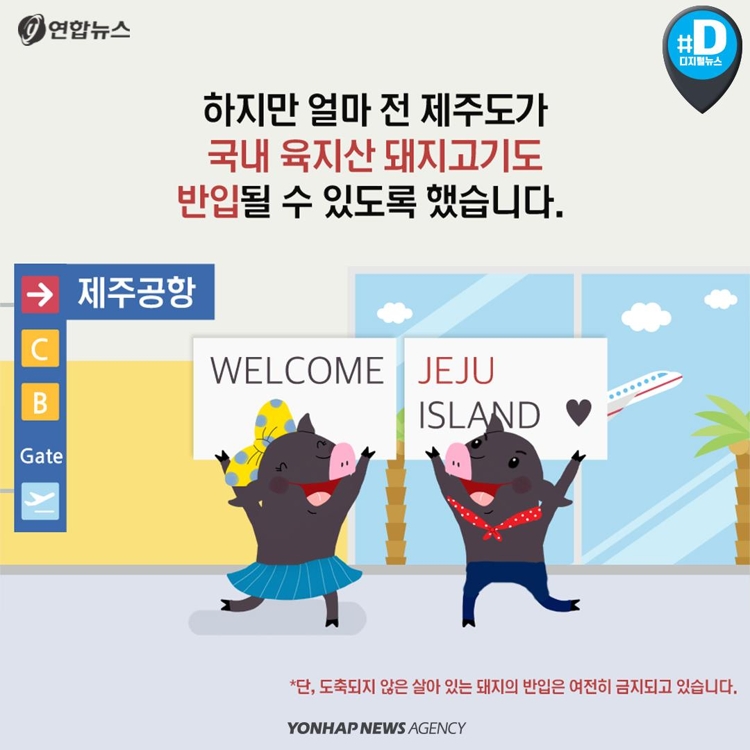 [카드뉴스] 제주산 vs 육지산 구별법… 육지 돼지, 웰컴 투 제주 - 4
