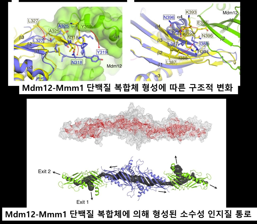 단백질 복합체의 인지질 수송로