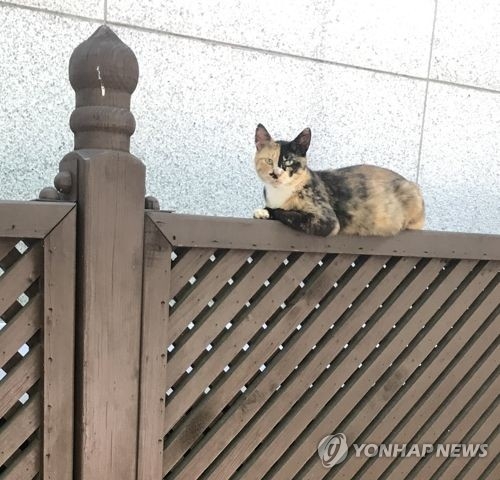 길고양이