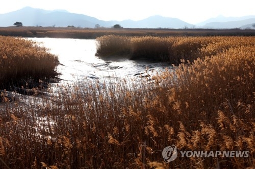순천만 전경