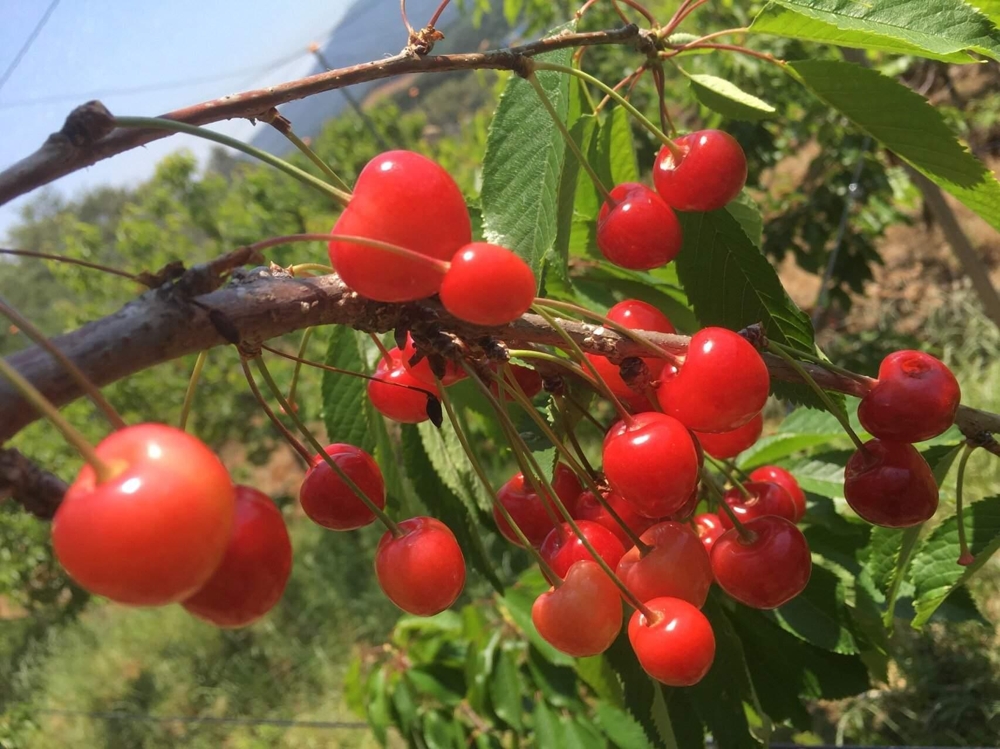 보령산 체리