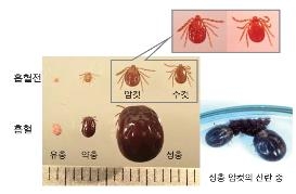 야생진드기 생김시