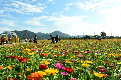 장성 황룡강 노란꽃축제를 찾은 탐방객