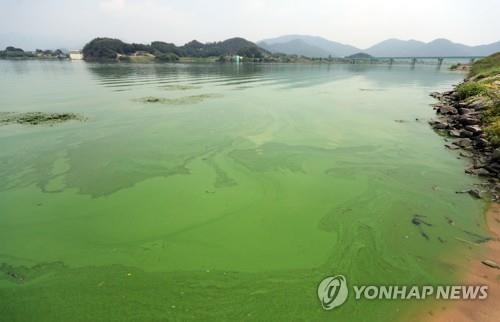 낙동강 녹조