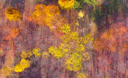 한껏 붉게 물든 안산호수공원 활엽수들이 파스텔화 장면을 연출하고 있다(성연재)