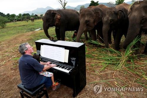 늙고 병든 코끼리들을 위한 피아노 연주
