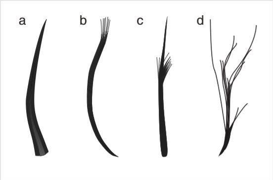 익룡 화석에서 확인된 깃털 4종류. 왼쪽부터 가는털, 다발털, 중간다발털, 솜털.