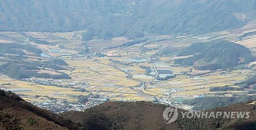 황금벌판 이룬 양구 펀치볼