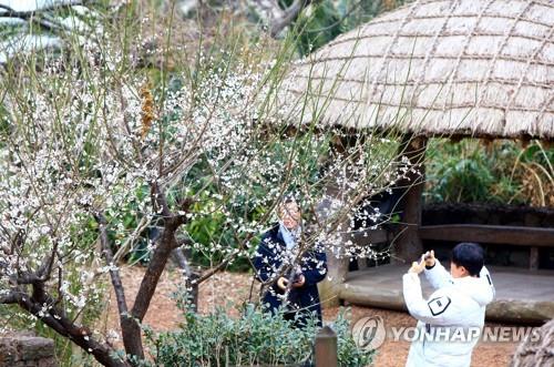 제주에는 봄꽃이 활짝