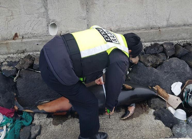 제주 해안에서 발견된 상괭이 사체
