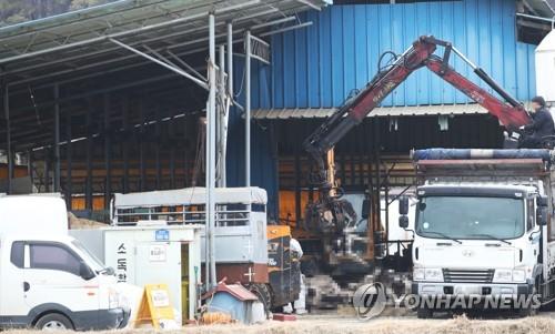 살처분 장면