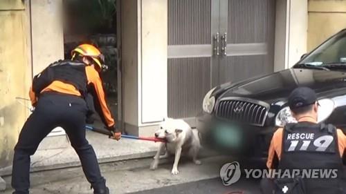 개 물림 사고
