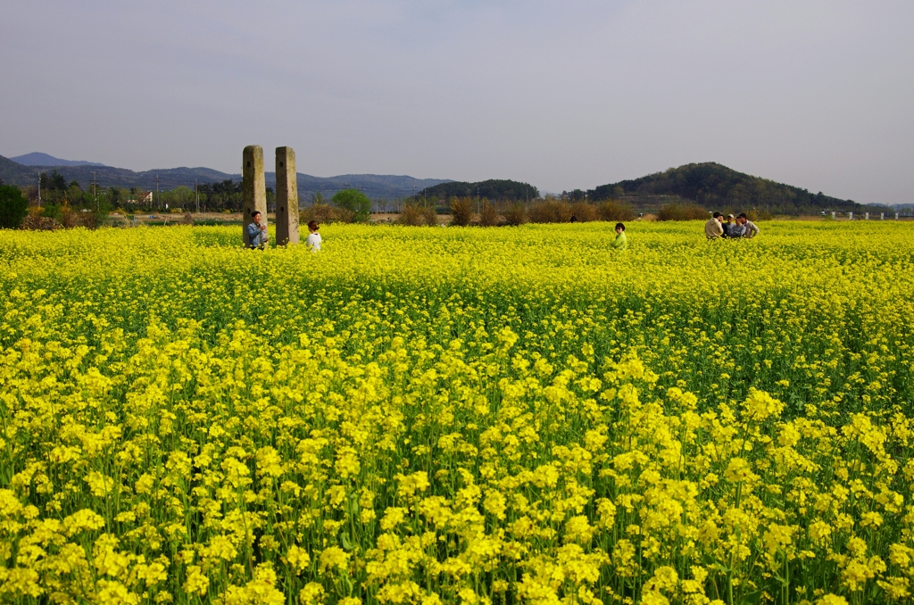 경주 황룡사지 유채꽃
